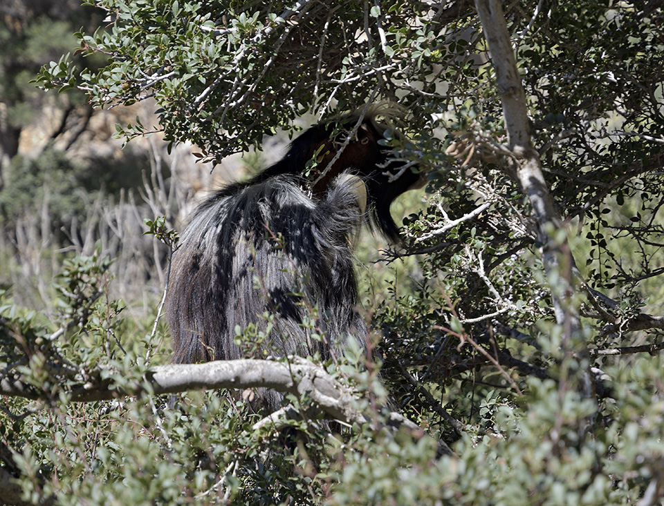 Tree goat - larger format