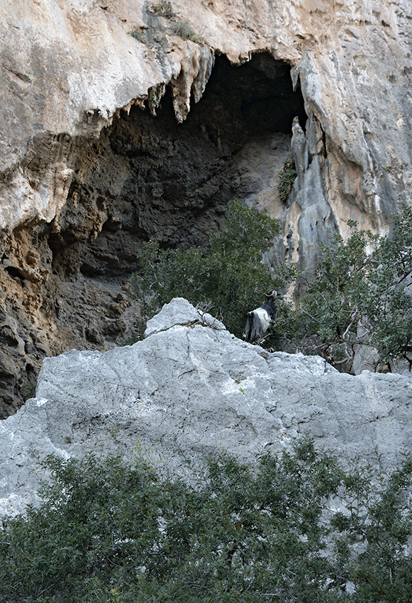 Cave - larger format
