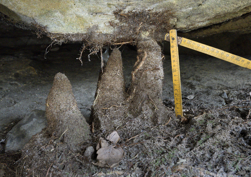 Root stalagmites - larger format