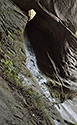 Window - main link