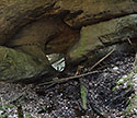 Window - main link