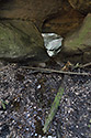 Window - main link