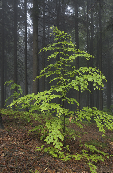 In rain - smaller format