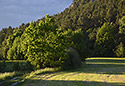 Under "Vlho" in evening - main link