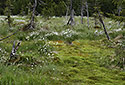 Peat bog of "Jizera" - main link