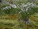 Cotton grass - main link