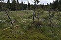 Peat bog of "Jizera" - main link