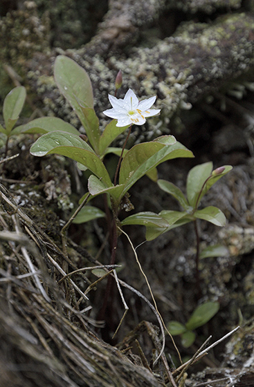 Chickweed-wintergreen - smaller format