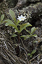 Chickweed-wintergreen - main link