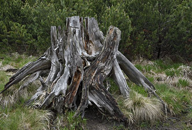 Stump - smaller format