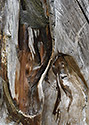 Stump - main link