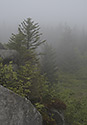 On "Poacher`s Stones" - main link