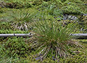 On bog - main link