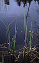 Black lakelets - main link