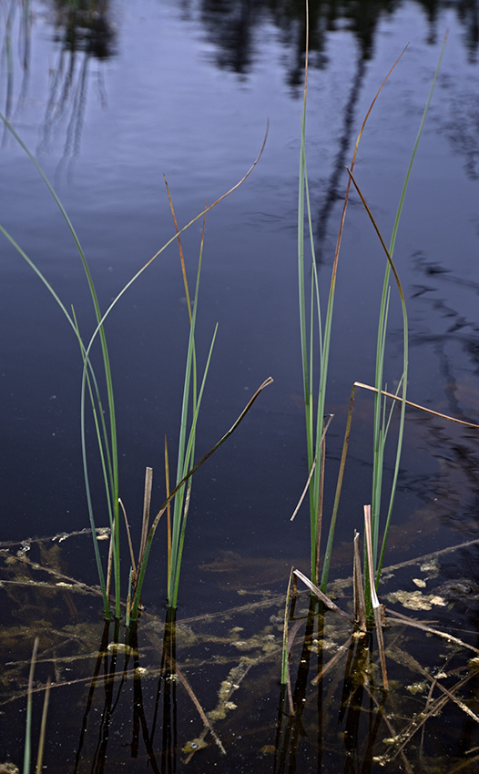 Black lakelets - larger format