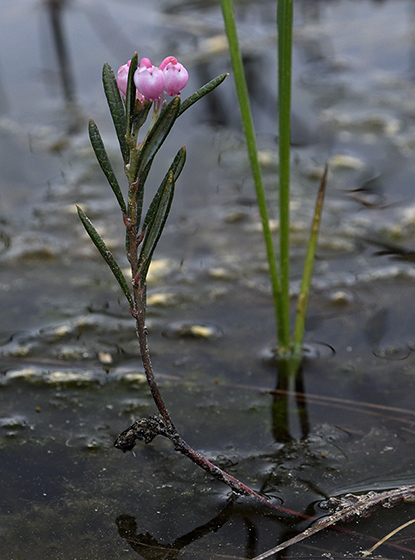 Bog-rosemary - smaller format