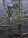 Bog-rosemary - main link