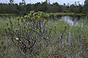 Black lakelets - main link