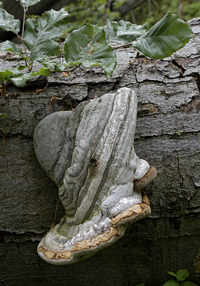 Polypore - smaller format