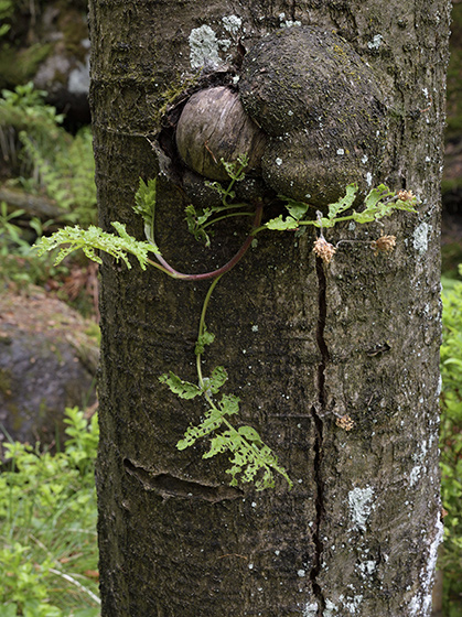 Young rowan tree - smaller format