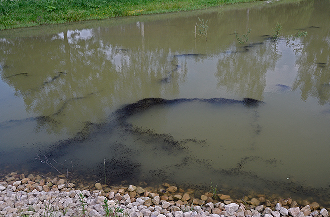 Cloud of tadpoles - smaller format
