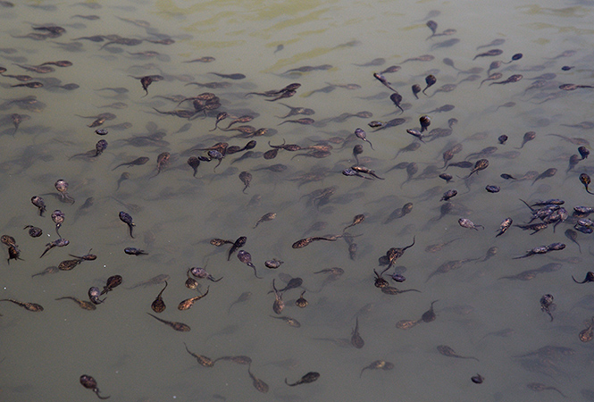 Tadpoles - smaller format
