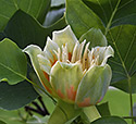 Liliovník tulipánokvětý - hlavní odkaz