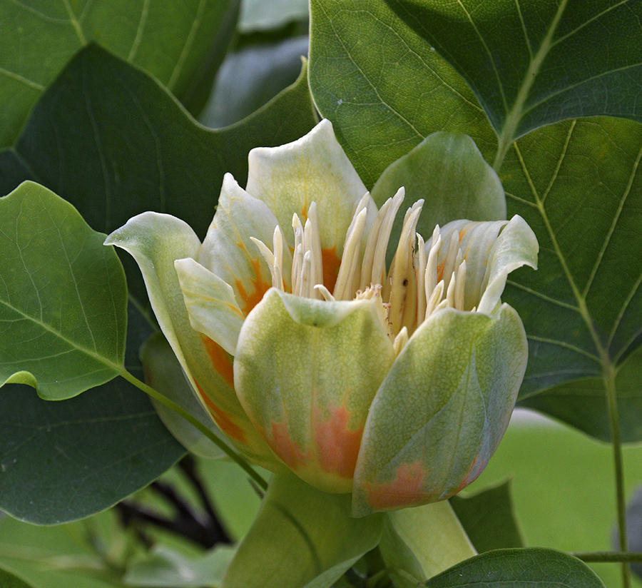 Liliovník tulipánokvětý - větší formát