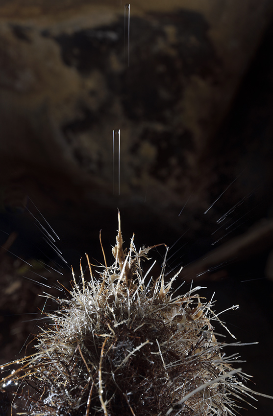 Drops - larger format