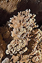 Jeskynní korál - hlavní odkaz
