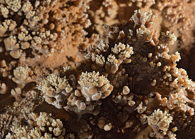 Jeskynní korál - menší formát