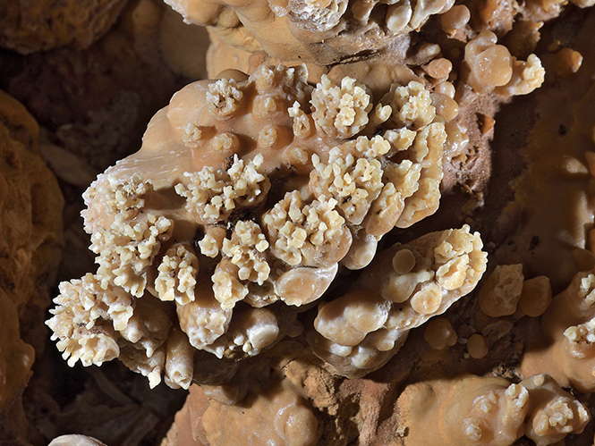 Jeskynní korál - menší formát