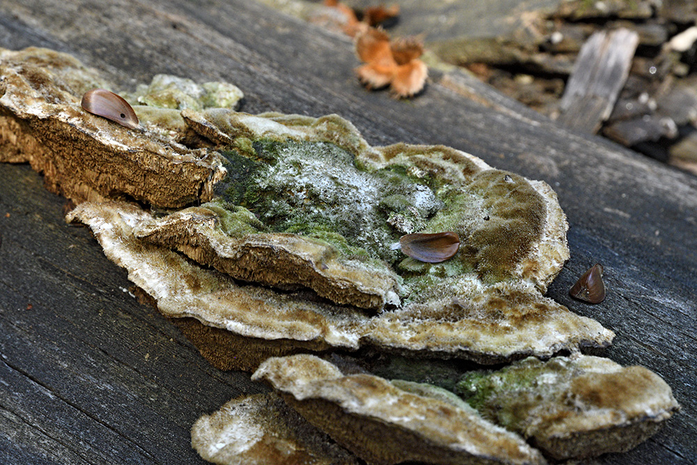 Polypore - larger format