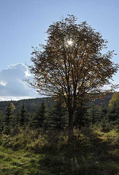 Ve strnch nad Skalkou - men formt