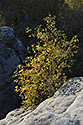In rocks - main link