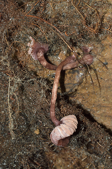 Root structure - smaller format