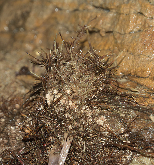 Root structure - smaller format
