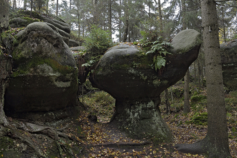 Rocky moshroom - larger format