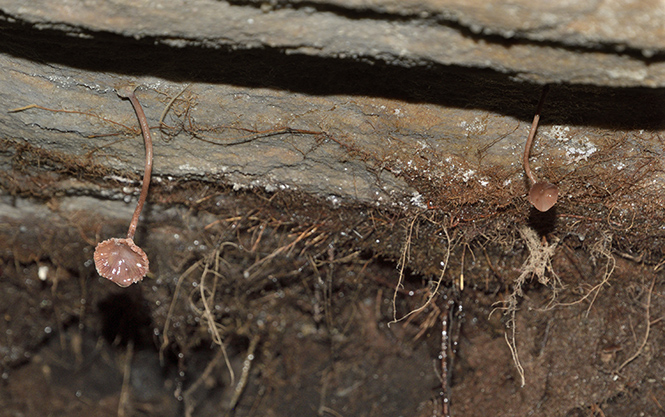 Root structure - smaller format