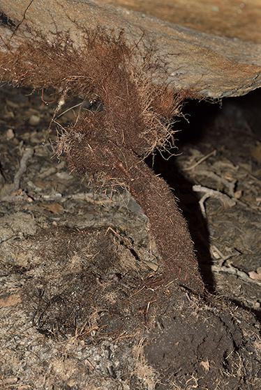 Kořenový stalagnát - menší formát