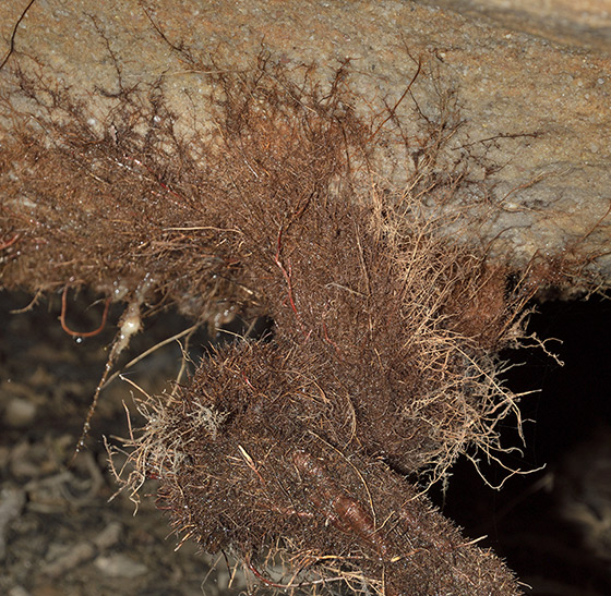 Koenov stalagnt - men formt