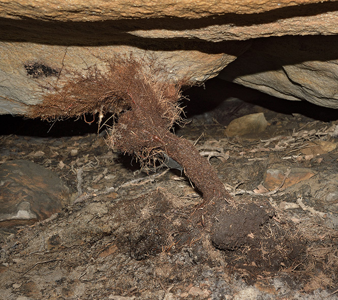 Koenov stalagnt - men formt