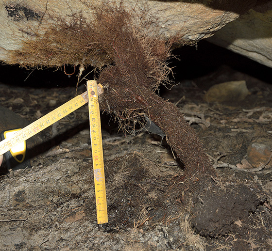 Root structure - smaller format
