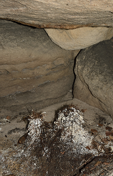 Root structure - smaller format
