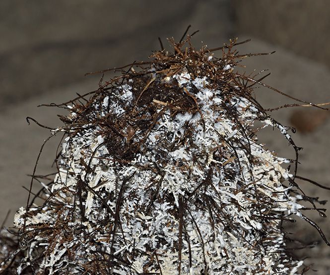 Root structure - smaller format