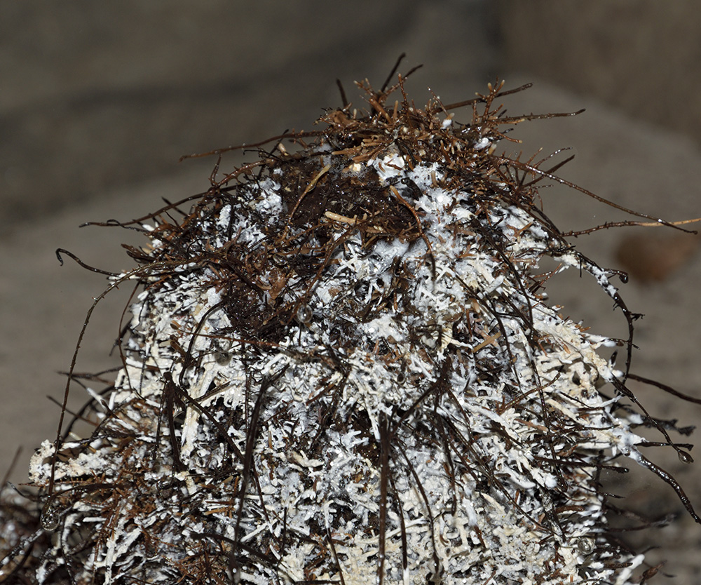 Root structure - larger format