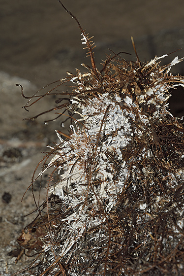 Root structure - smaller format