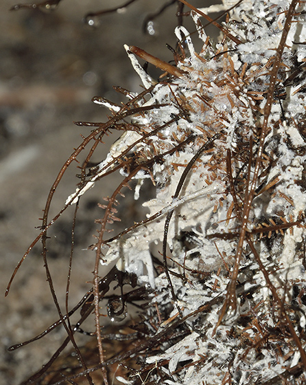 Root structure - smaller format