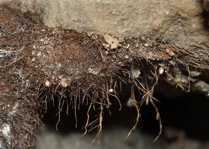 Root structure - smaller format