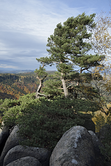 Ve skalch - men formt